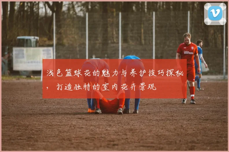 浅色篮球花的魅力与养护技巧探秘，打造独特的室内花卉景观