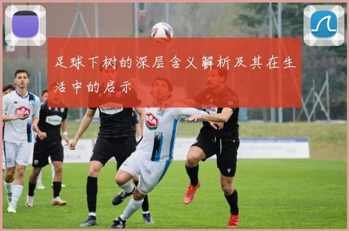 足球下树的深层含义解析及其在生活中的启示